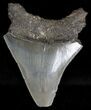 Bargain Megalodon Tooth - South Carolina #18418-2